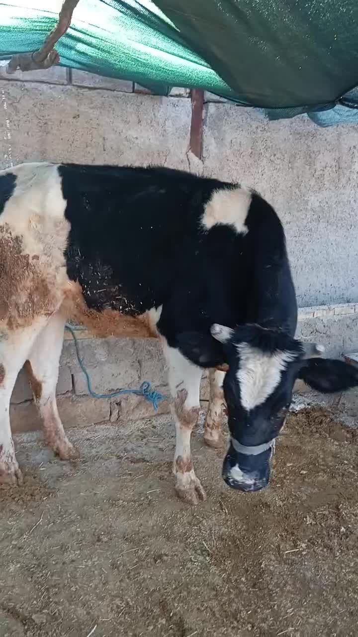 گوساله 2 ساله پرواری|حیوانات مزرعه|دره شهر, |دیوار