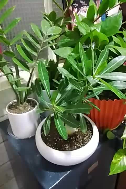 ادنیوم|گل و گیاه طبیعی|قم, علی آباد سعدگان|دیوار