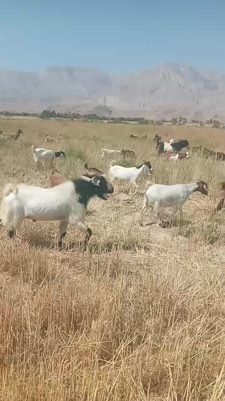 نری|حیوانات مزرعه|فارغان, |دیوار