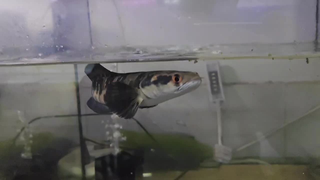 ماهی آکواریوم دلسا|ماهی|خمین, |دیوار