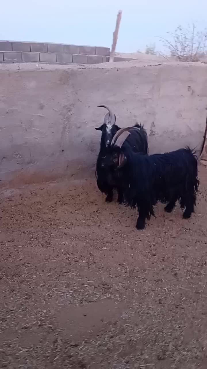 بزغاله دوبر جلو رو|حیوانات مزرعه|فرمهین, |دیوار