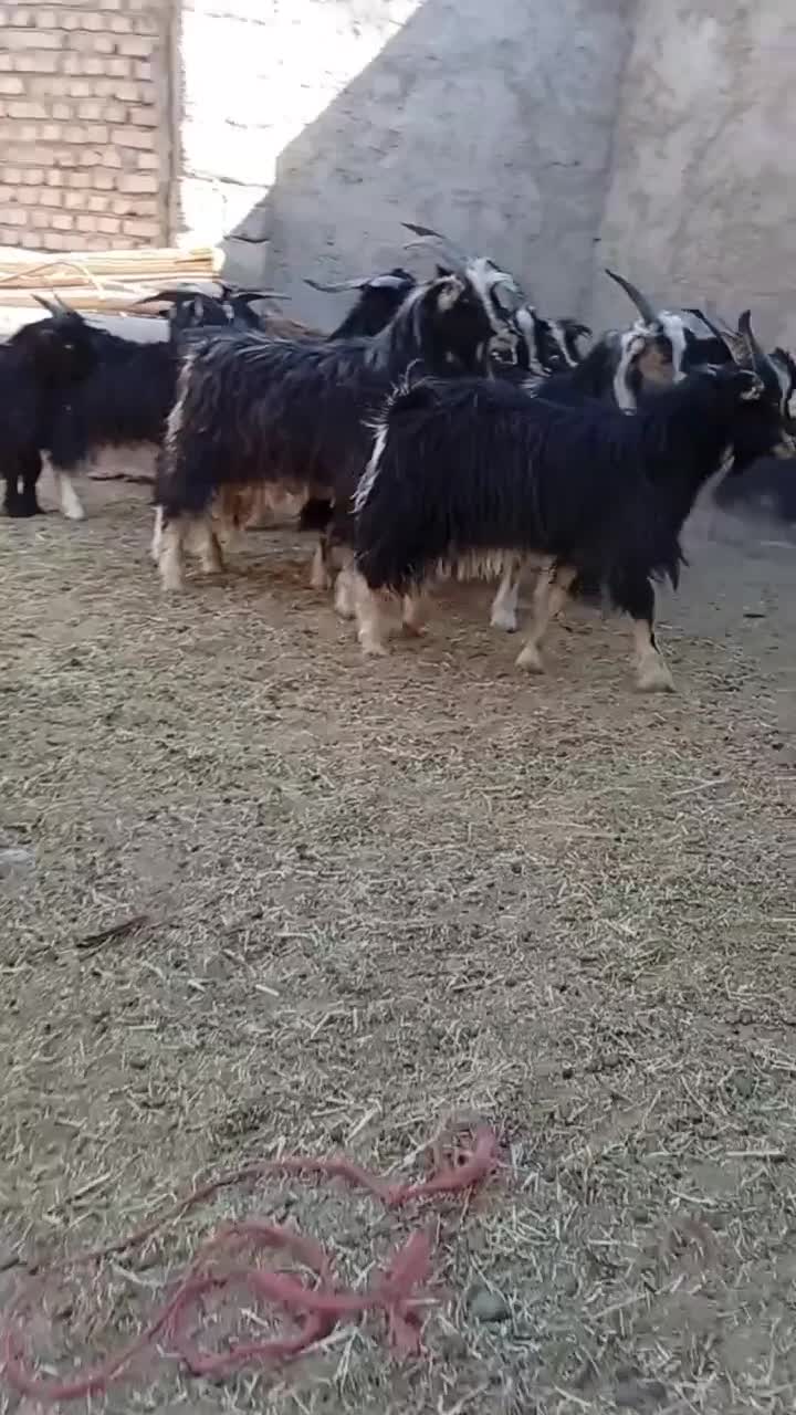 بزغاله نر|حیوانات مزرعه|جوادآباد, |دیوار