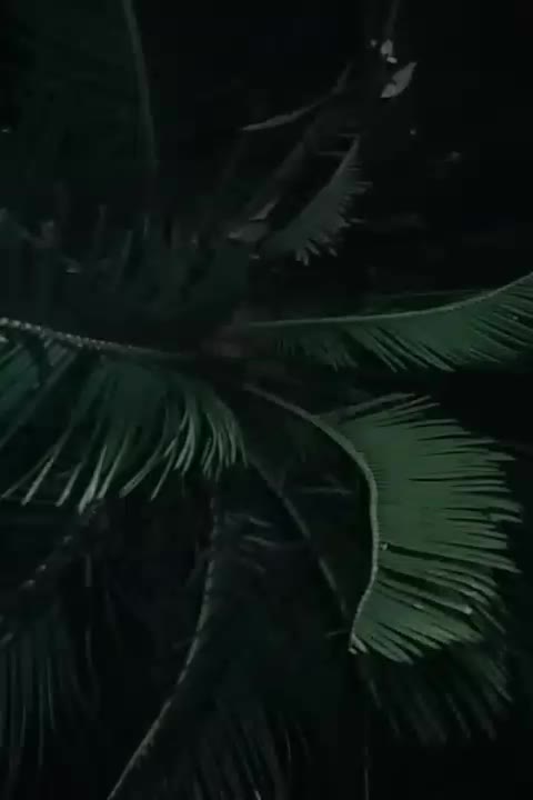 سیکاس 9 ساله|گل و گیاه طبیعی|سنگدوین, |دیوار