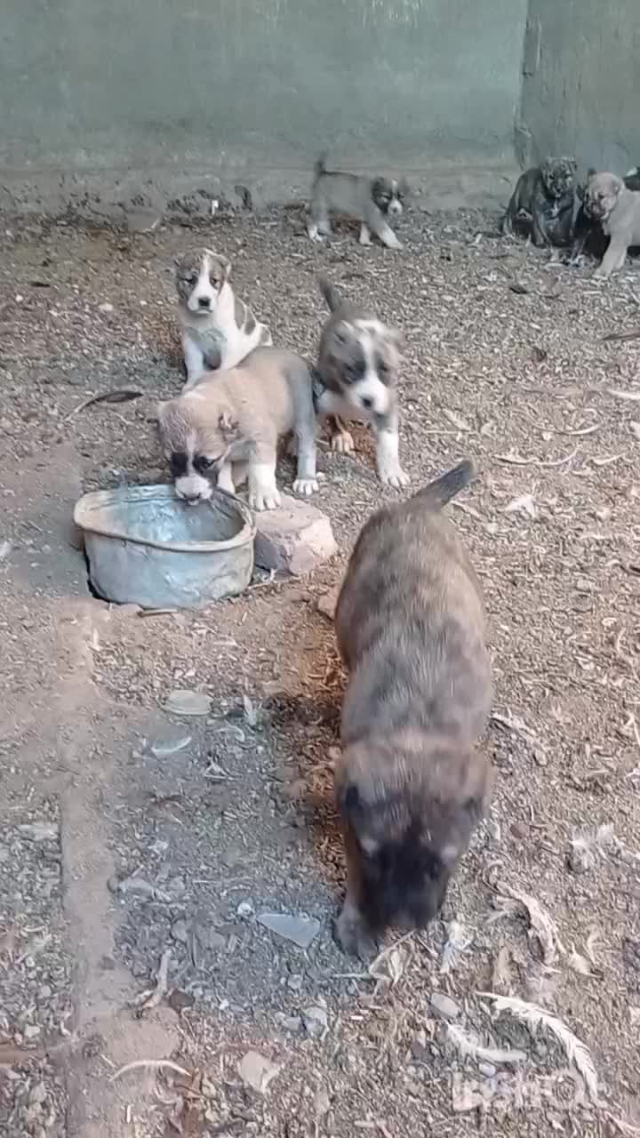 ماده سگ|سگ|مود, |دیوار