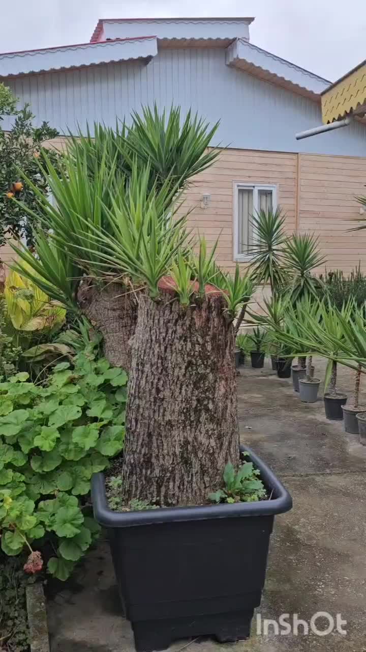 یوکا تنه ، بن سای ۲ و ۳ متری، شمشاد ۲ و ۳ متری|گل و گیاه طبیعی|تنکابن, |دیوار