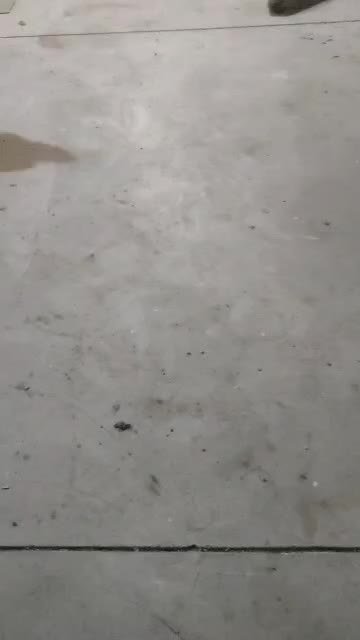 واگذاری سگ دوعدد نگهبان در البرزماهدشت|سگ|ماهدشت, |دیوار