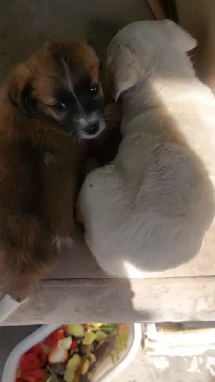 سگ اپارتمانی پا کوتاه|سگ|شاهرود, |دیوار