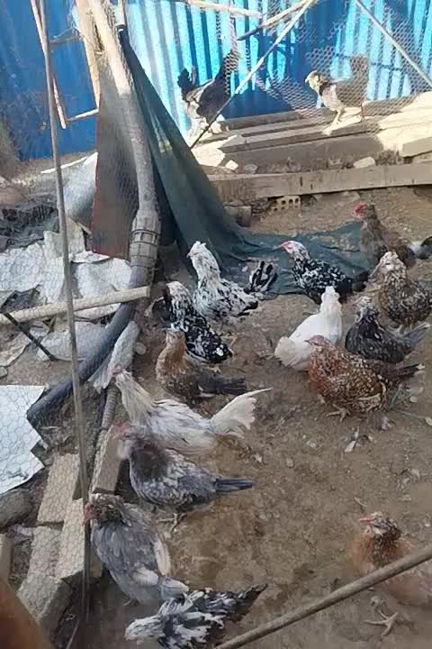 تخم مرغ نطفه دار گلین لری گلچین|حیوانات مزرعه|شاهین‌شهر, بنیاد ازدواج|دیوار