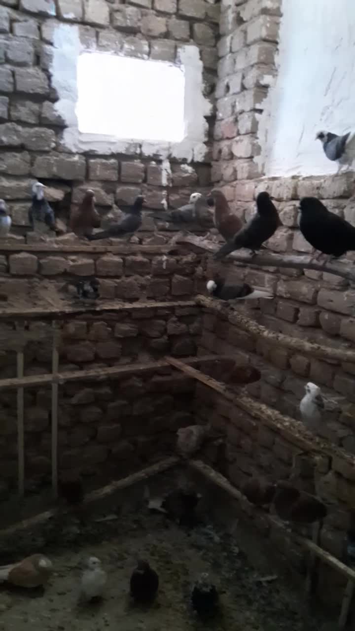 شازده گلی|پرنده|کاشان, پامنار|دیوار