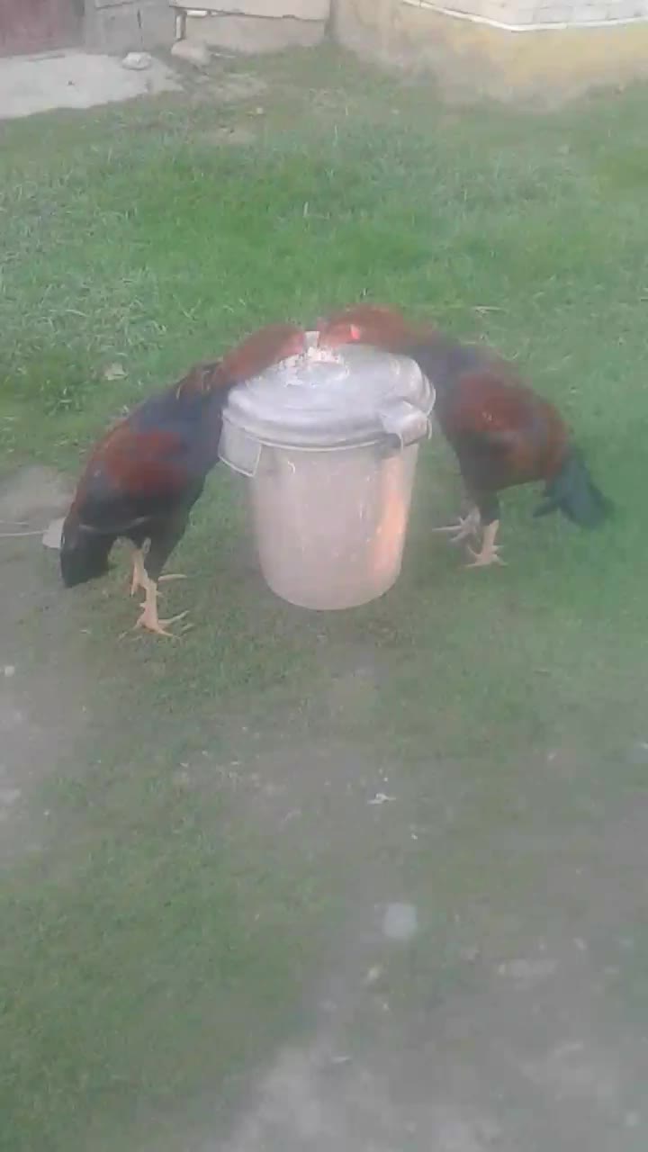 خروس لاری|حیوانات مزرعه|لولمان, |دیوار