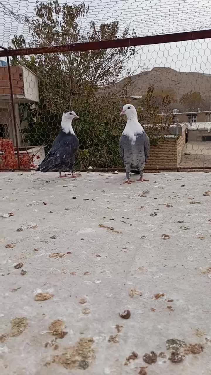 9 عدد کربلایی و خال افشون|پرنده|بجنورد, |دیوار