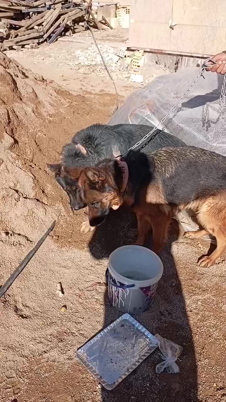 سگ ژرمن|سگ|اصفهان, توپخانه ارتش|دیوار