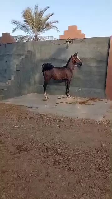 نریان درجه یک کره تهمتن بااصل و نسب|اسب و تجهیزات اسبسواری|تهران, شیراز|دیوار