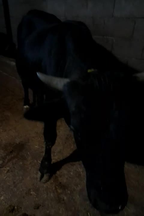 کل محلی گاو نر لیشه گاو|حیوانات مزرعه|رشت, خمیران زاهدان|دیوار