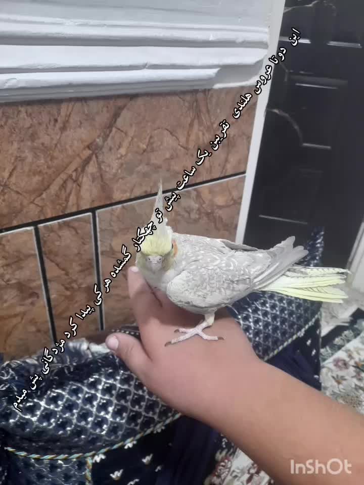 عروس هلندی گمشده|حیوانات|اندیمشک, |دیوار