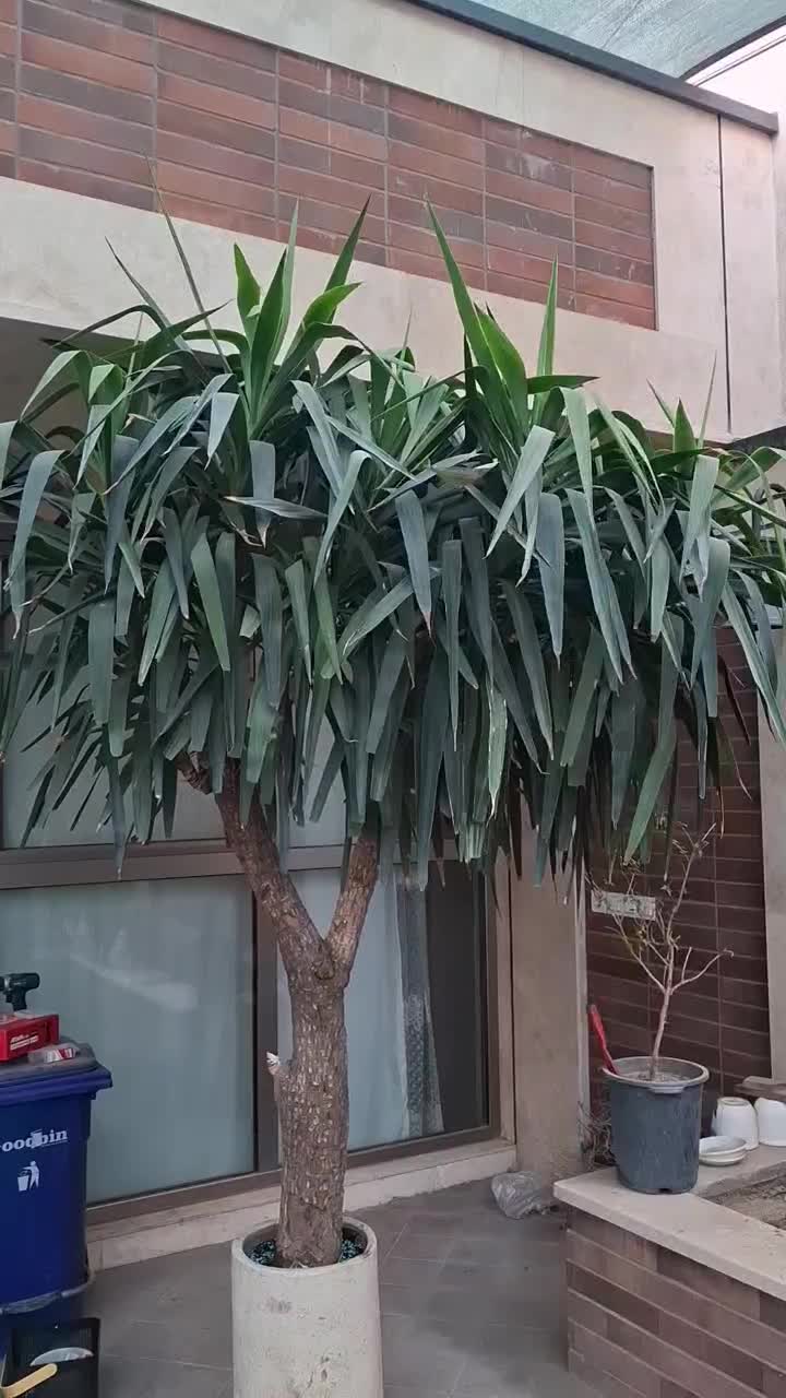 متخصص گل گیاه آپارتمانی زینتی|خدمات باغبانی و درختکاری|قم, نیروگاه|دیوار