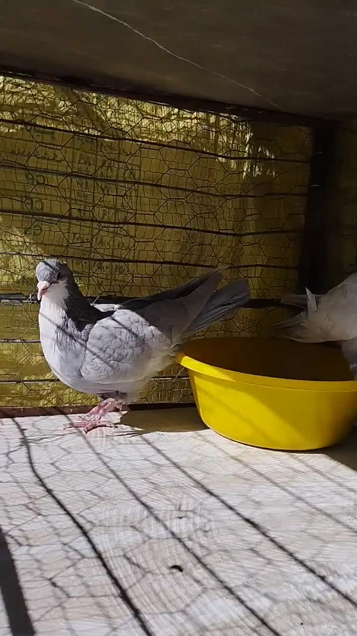 کبوتر ریش نقره ای|پرنده|قائن, |دیوار