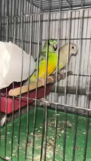 ی جفت آوازه خوان زیبا|پرنده|شاهینشهر, حافظ شمالی|دیوار