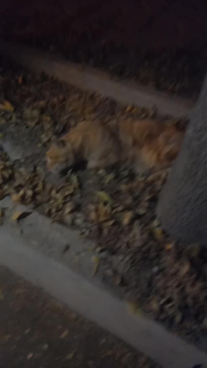 گربه|گربه|کرمانشاه, |دیوار