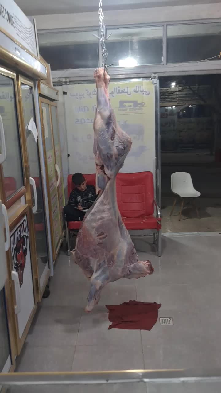 گوساله ریزقلم با استخوان|حیوانات مزرعه|بجنورد, |دیوار