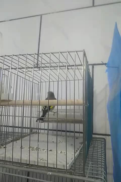 سره کرمانی|پرنده|فولادشهر, مسکن مهر فولادشهر|دیوار