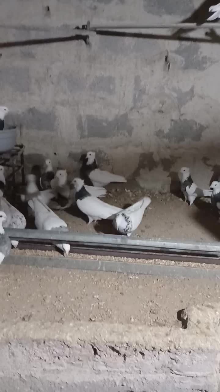 طوقی فروشی|پرنده|بستان آباد, |دیوار