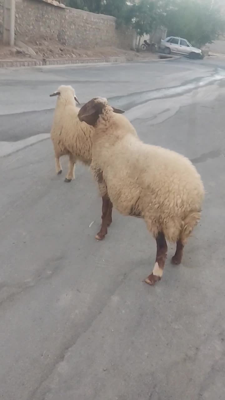 دوعدد میش جوان. دره شهر|حیوانات مزرعه|دره شهر, |دیوار