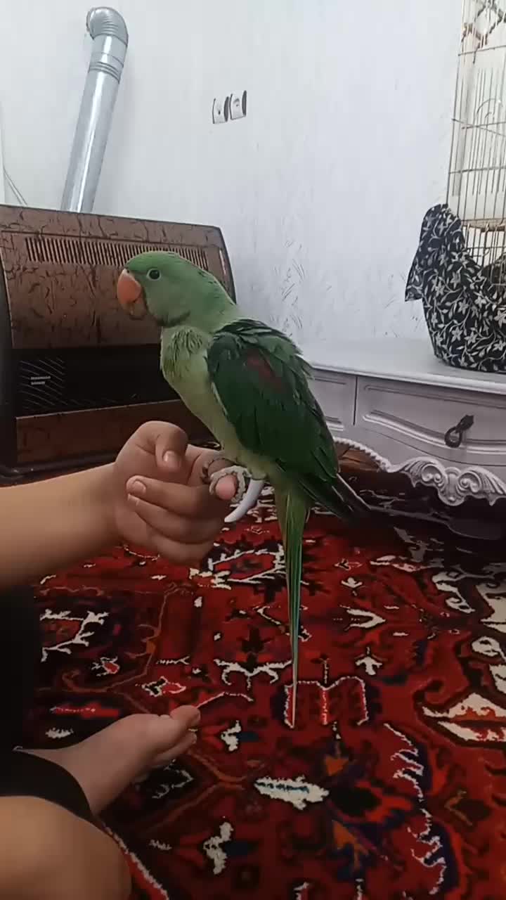 طوطی|پرنده|بناب, |دیوار