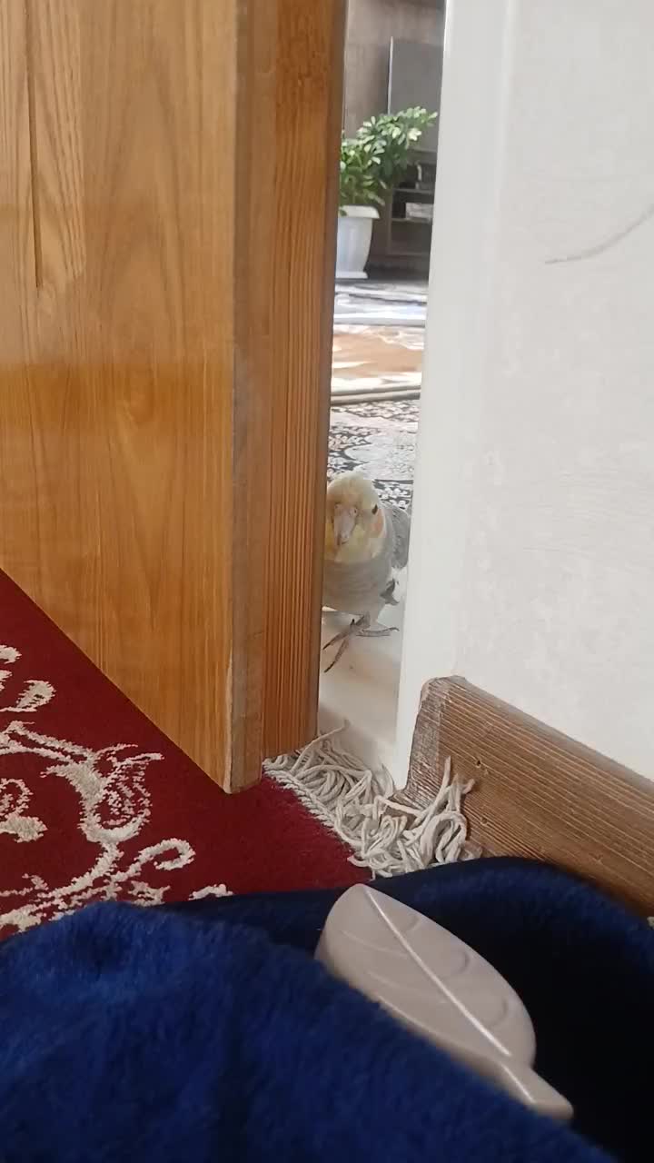 عروس هلندی دستی سخنگو|پرنده|ابهر, |دیوار