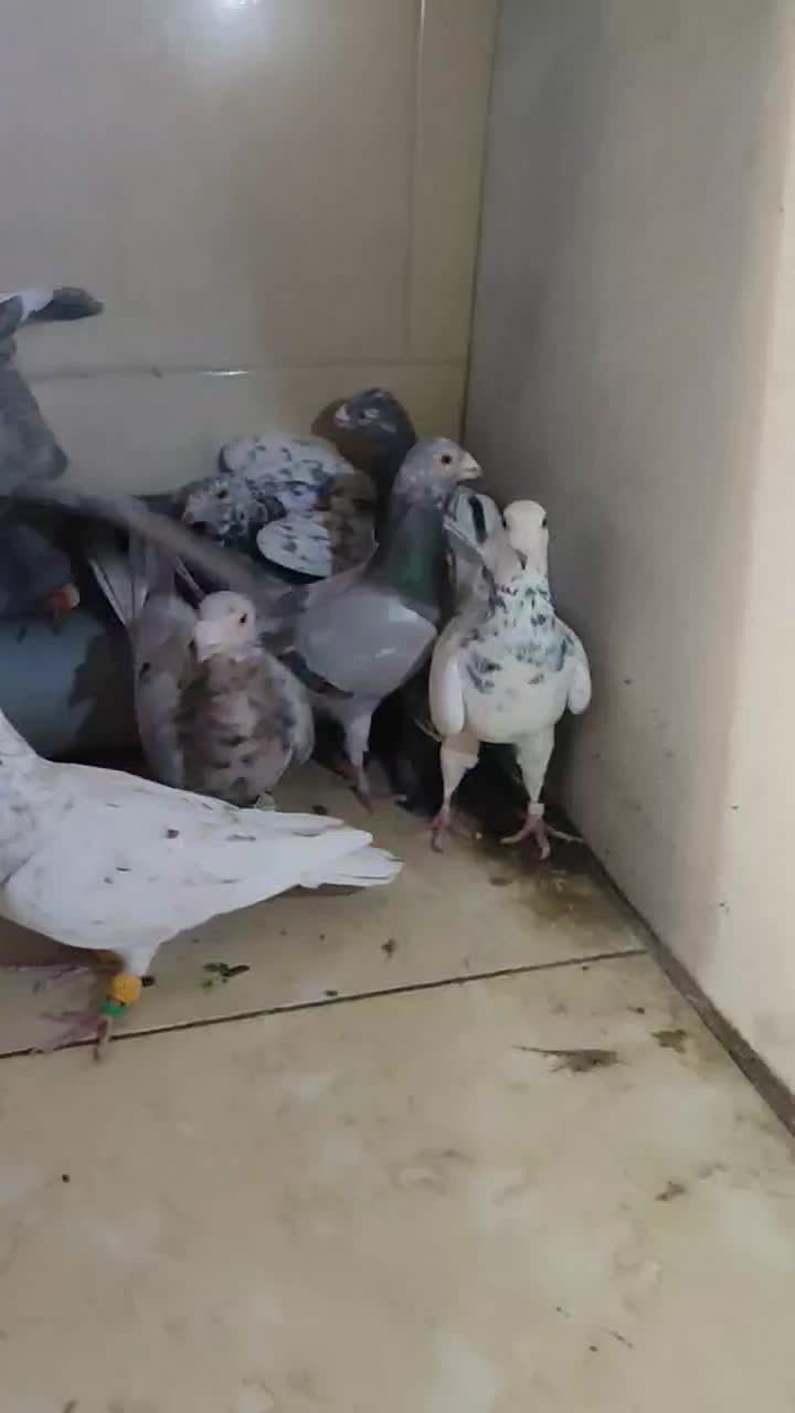 فروشی|پرنده|اقبالیه, |دیوار