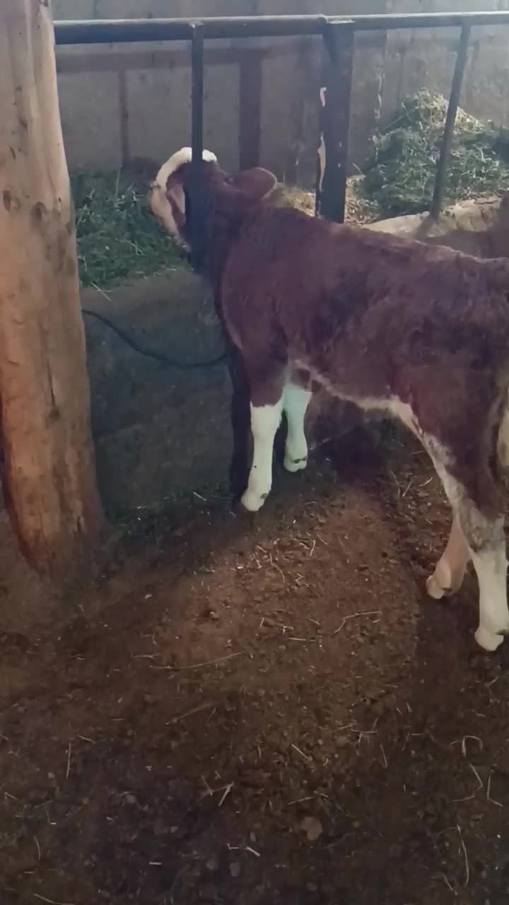 گوساله ماده دوعدد|حیوانات مزرعه|کشاورز, |دیوار