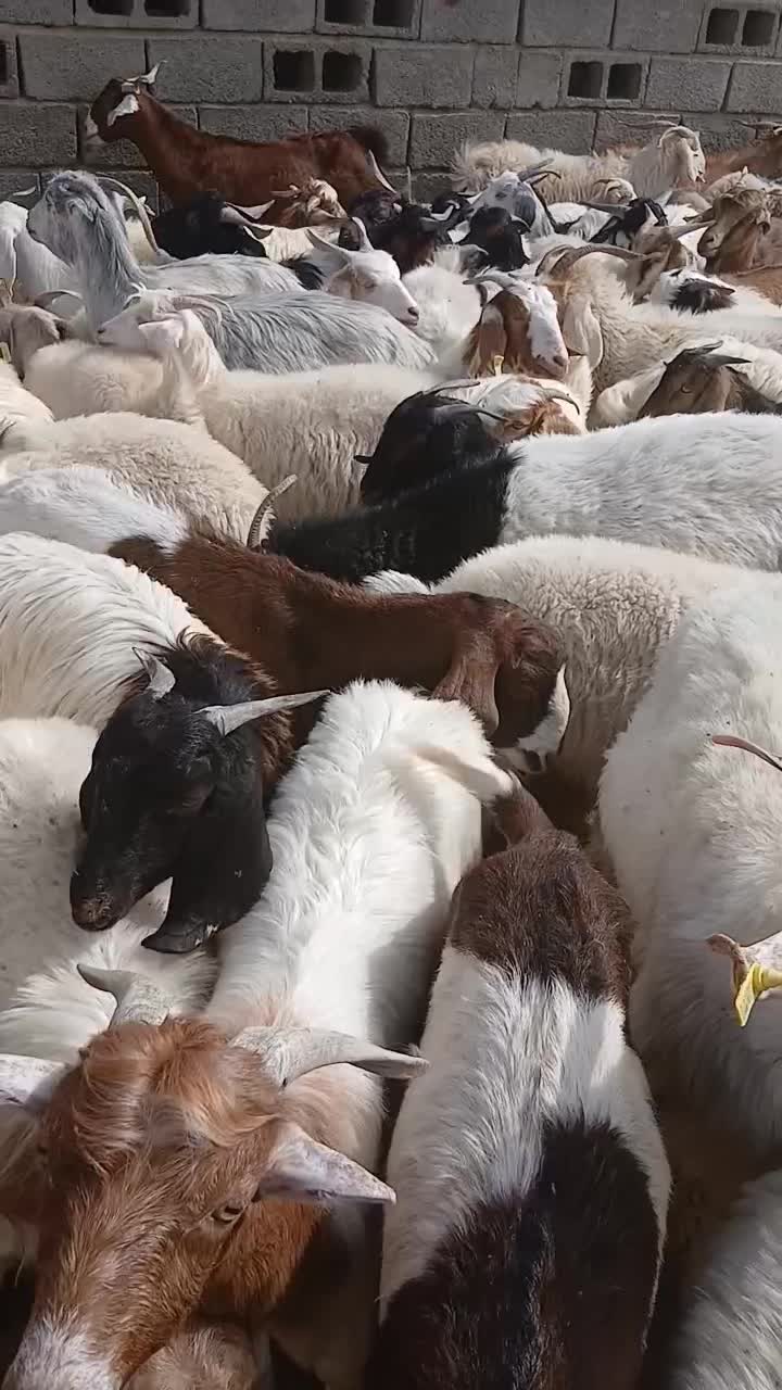 دامپروری صاحب الزمان کشتاردام وفروش به صورت کلی وج|حیوانات مزرعه|کهنوج, |دیوار