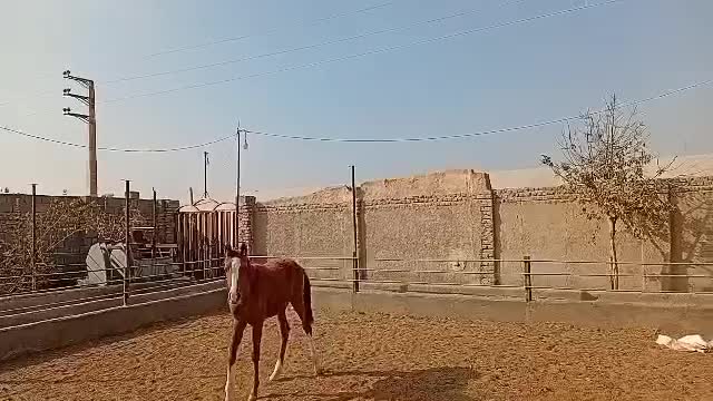 کره اسب 6 ماه، ماده خوشتیپ و خون دار|اسب و تجهیزات اسب‌سواری|پیشوا, |دیوار