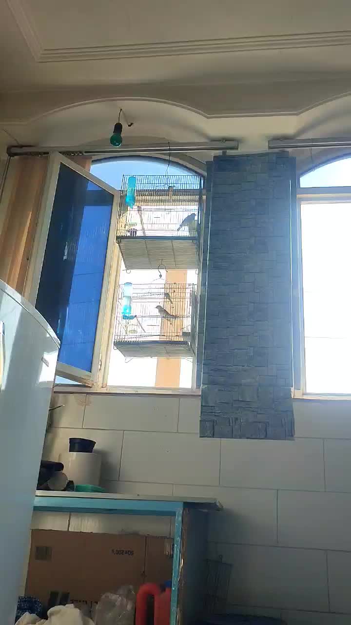 سهره نر بخون بروجردی با یه جوجه نر|پرنده|قم, چهل درخت|دیوار