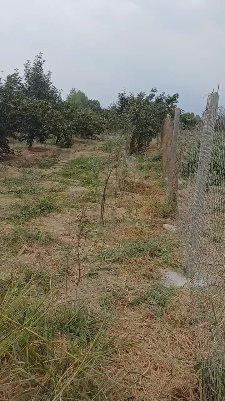 زمین،باغی سندششدانگ تک برگ،براتوبان اصلی|فروش زمین و ملک کلنگی|بندر گز, |دیوار
