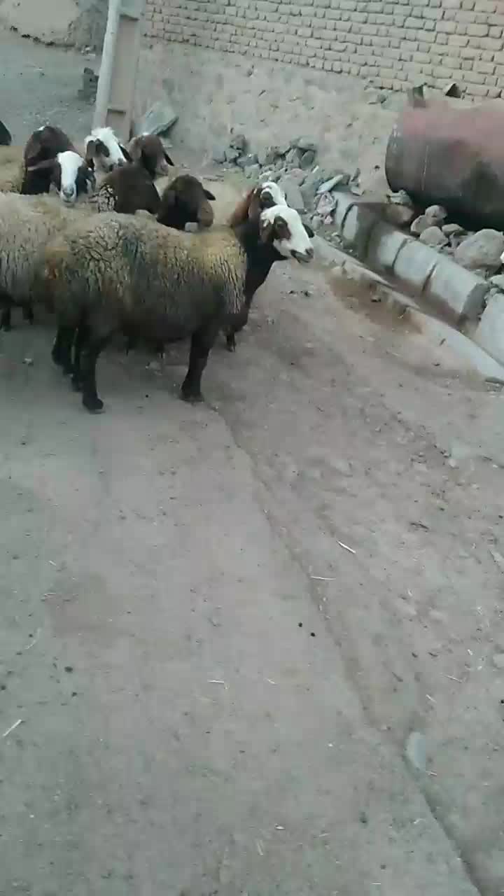 گوسفند|حیوانات مزرعه|سنندج, |دیوار