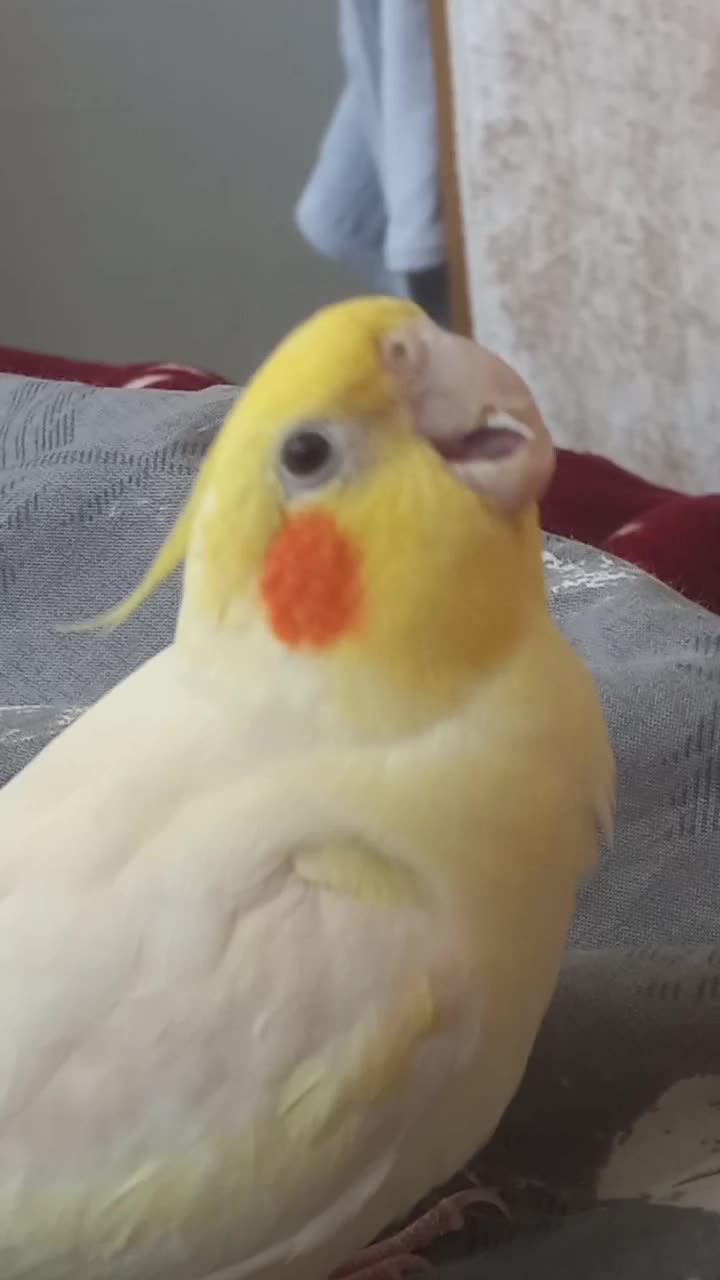 عروس هلندی نر دستی بازیگوش و سخنگو|پرنده|گلستان (تهران), |دیوار