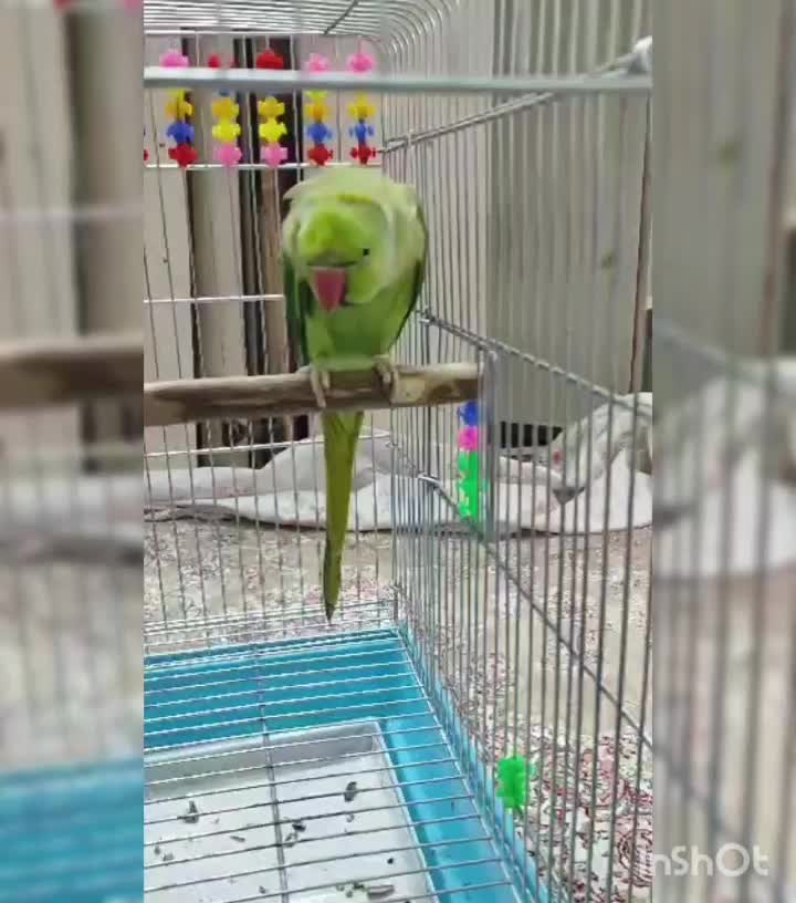 طوطی ملنگو|پرنده|ری, شهید غیوری (ابن باویه)|دیوار