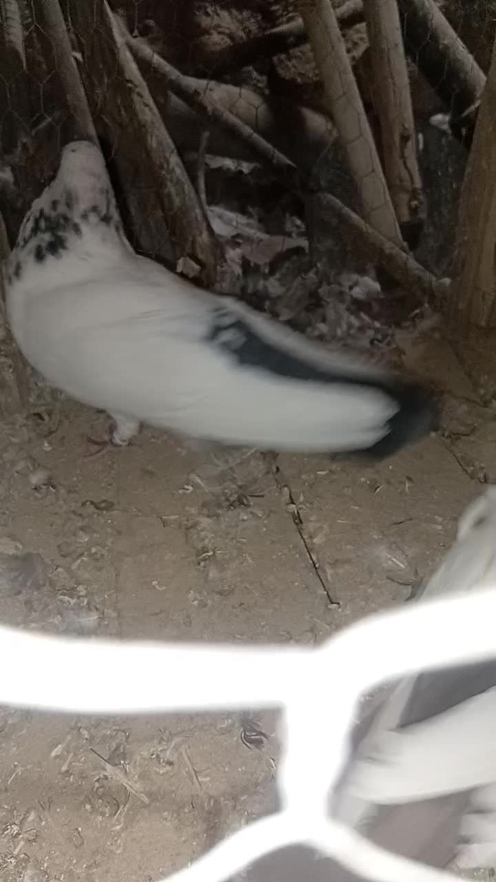 کفتر کله دمسبز|پرنده|گل تپه, |دیوار