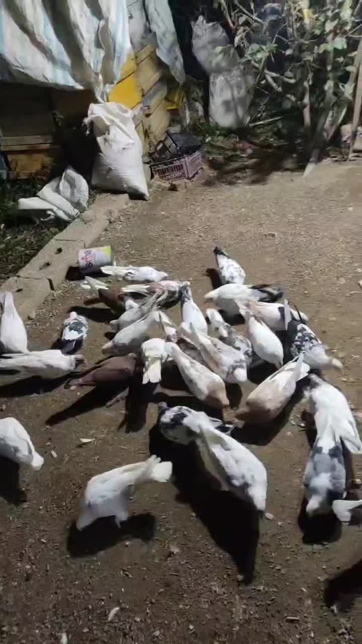 فروشی|پرنده|یامچی, |دیوار