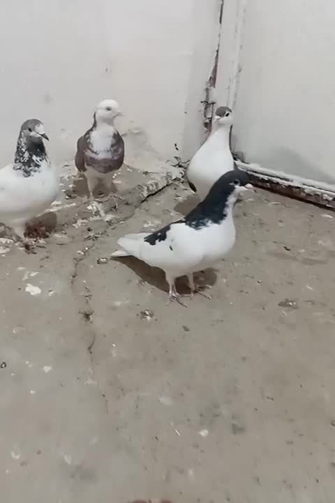 نر و ماده اصفهانی|پرنده|بروجرد, |دیوار