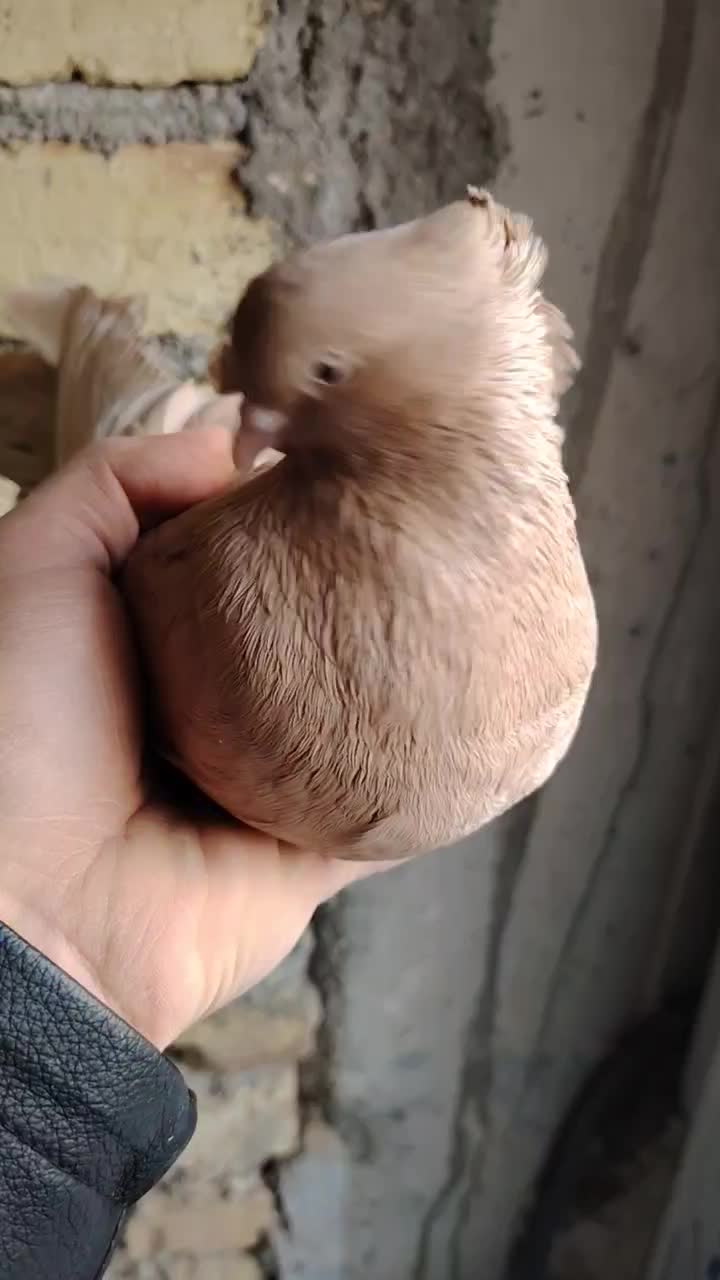 ماده زرد|پرنده|شهرضا, |دیوار