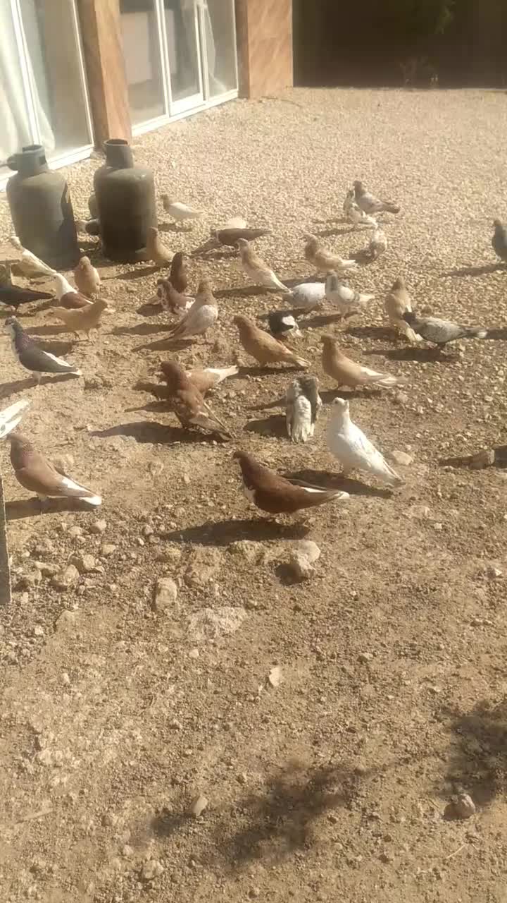 کبوتر شهری ،وبهبهونی فروش یا معاوضه با سهره وطوطی|پرنده|شیراز, بید زرد|دیوار