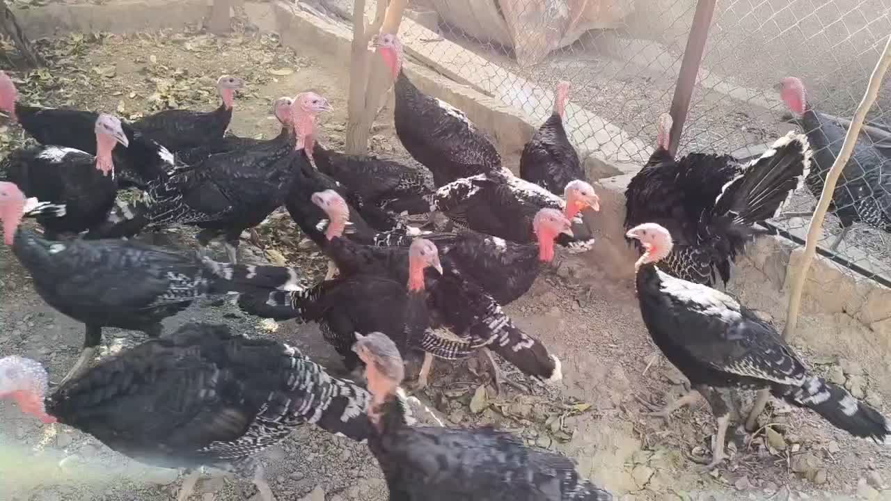 بوقلمون سالم و درشت|حیوانات مزرعه|مشهد, فتح المبین|دیوار