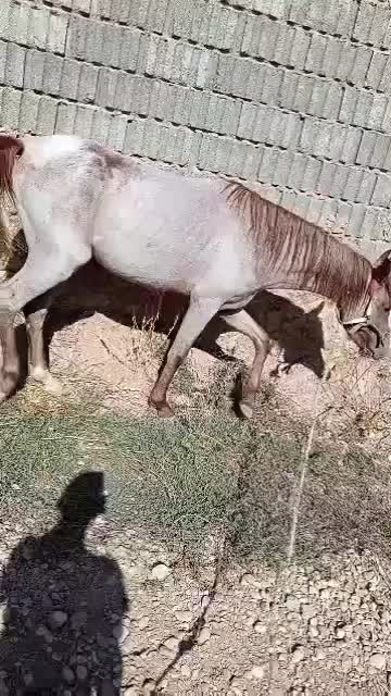 اسب ترکمن شجره دار دم گیر پرخون|اسب و تجهیزات اسب‌سواری|همایجان, |دیوار