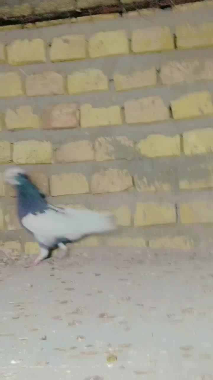 طوقی|پرنده|یزد, |دیوار