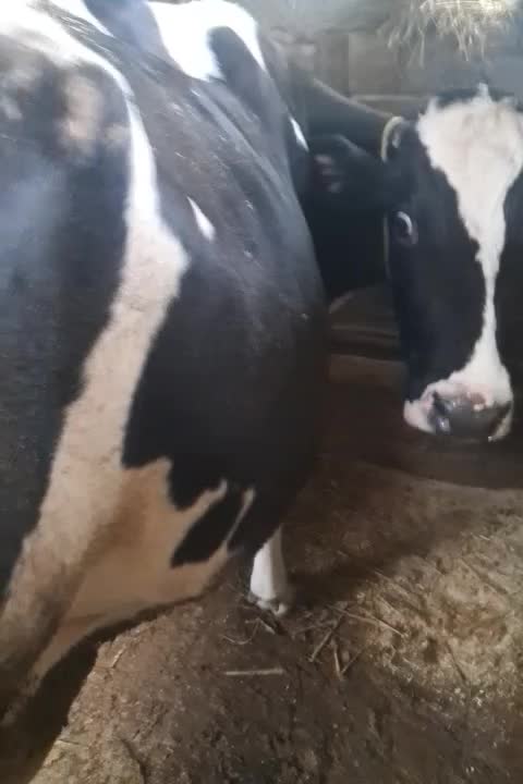 گاو گاوشیری|حیوانات مزرعه|کتالم و سادات شهر, |دیوار