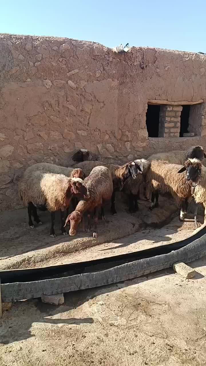 ۱۰ راس گوسفند داشتی|حیوانات مزرعه|کوهدشت, |دیوار