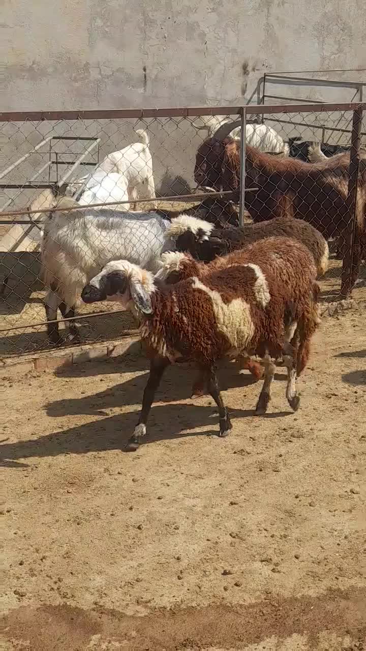 بره|حیوانات مزرعه|بهبهان, |دیوار