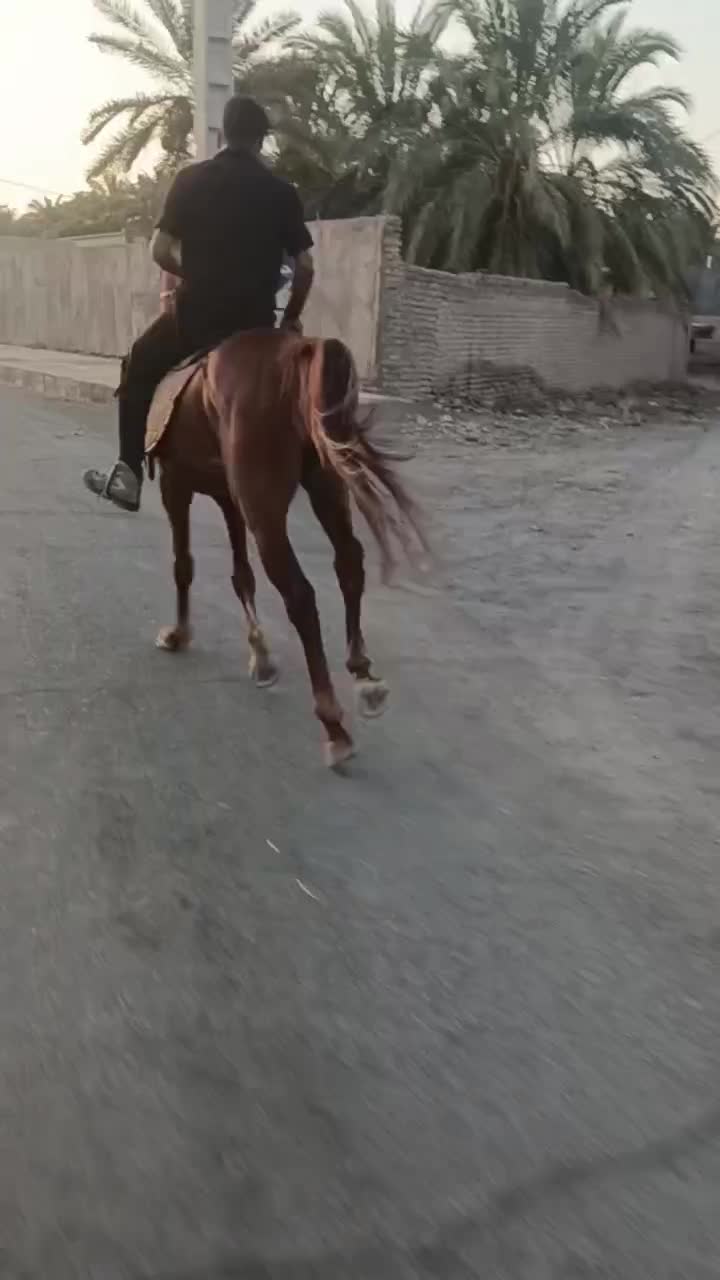 اسب|اسب و تجهیزات اسب‌سواری|بم, |دیوار